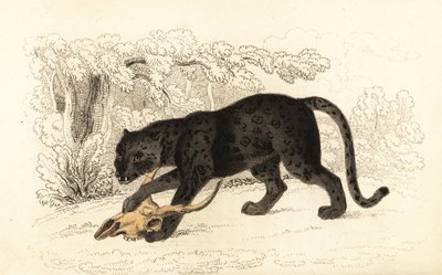 Sort jaguar, Fanthera pardus., 1834 (gravering) af William Alexander Forbes