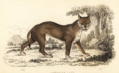 Canadisk los, Lynx canadensis., 1834 (gravering) af William Alexander Forbes