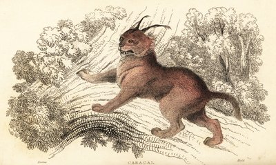 Caracal, Caracal Caracal., 1834 (gravering) af William Alexander Forbes