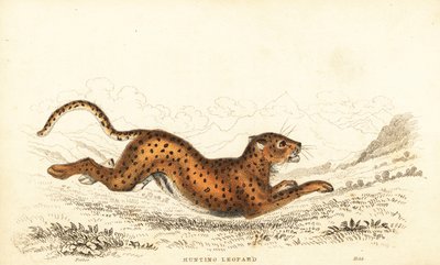 Gepard, Acinonyx jubatus., 1834 (gravering) af William Alexander Forbes