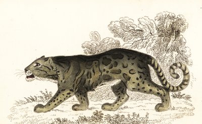 Skyet leopard, Neofelis nebulosa., 1834 (gravering) af William Alexander Forbes
