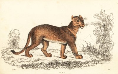 Cougar, Puma concolor., 1834 (gravering) af William Alexander Forbes