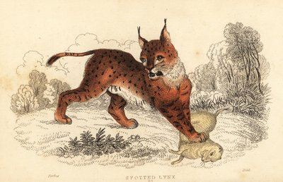 Eurasisk los, Lynx los., 1834 (gravering) af William Alexander Forbes