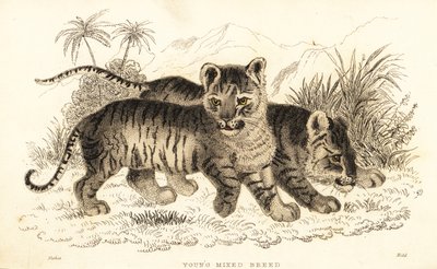 Hybrid løve og tiger unger. ,1834 (gravering) af William Alexander Forbes