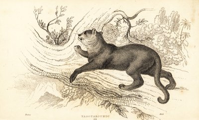 Jaguarandi, puma respekterer., 1834 (Ngaraving) af William Alexander Forbes
