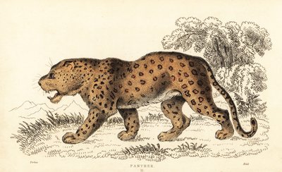 Leopard, Panthera pardus, sårbar., 1834 (gravering) af William Alexander Forbes
