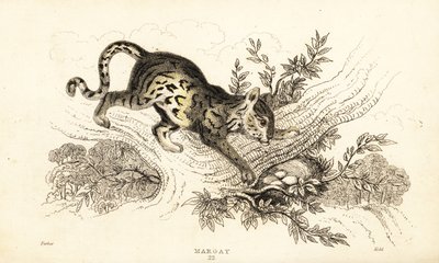 Margay, Leopardus wiedii., 1834 (gravering) af William Alexander Forbes