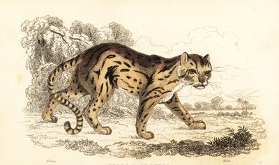 Margay, lærte Leopard. ,1834 (gravering) af William Alexander Forbes