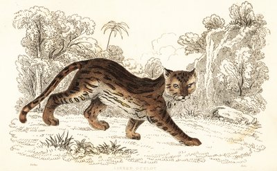 Margay, Leopardus wiedii catenata. , 1834 (gravering) af William Alexander Forbes