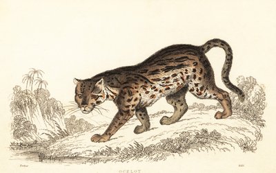 Ocelot, Leopardus pardalis., 1834 (gravering) af William Alexander Forbes