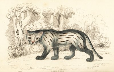 Pampaskat eller pantanal, Leopardus colocola. ,1834 (gravering) af William Alexander Forbes