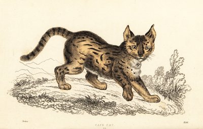 Serval, Leptailurus serval., 1834 (gravering) af William Alexander Forbes