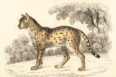 Serval, Leptailurus serval., 1834 (gravering) af William Alexander Forbes