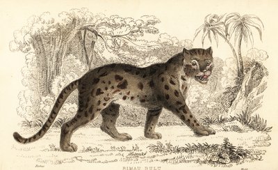 Sunda leopardkat, Prionailurus bengalensis subsp. sumatranus. ,1834 (gravering) af William Alexander Forbes