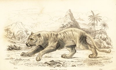 Hvid tiger, Panthera tigris tigris. truet. ,1834 (gravering) af William Alexander Forbes