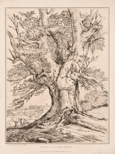 Bøg i Windsor Forest af William Alfred Delamotte