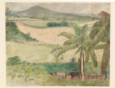Sugar Estate - slave skære stok af William     Berryman
