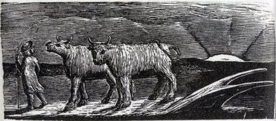 Unyoked Heifers Loitering Homeward, illustration fra Dr. Thorntons 