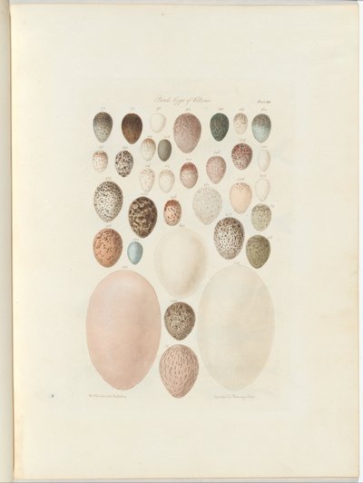 Fugleæg fra Victoria. Den upublicerede folio Australia Terra Cognita af William Blandowski. 1855-56 af William Blandowski
