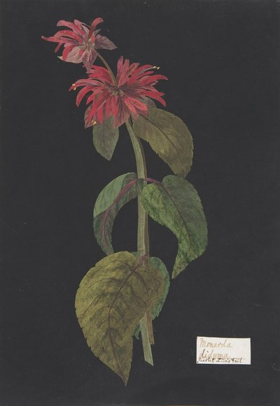 Monarda didymaScarlet Løvehale, ca. 1791 . af William Booth Grey