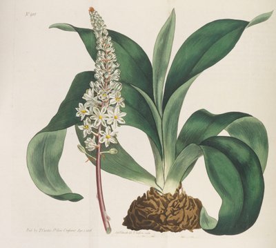 Botanisk Tidsskrift, 1787-1833. af William Curtis