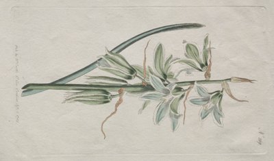 Det botaniske magasin eller blomsterhave vist: Bethlehemsstjerne af William Curtis