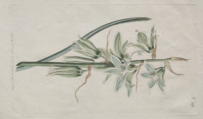 The Botanical Magazine eller Flower Garden vist: Star of Bethlehem, 1794. af William Curtis