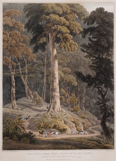 Udsigt over det store træ, Prince of Wales Island af William Daniell