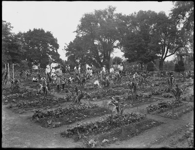 Børn, der arbejder i skolehaven i Isham Park, New York City, 5. august 1914 af William Davis Hassler