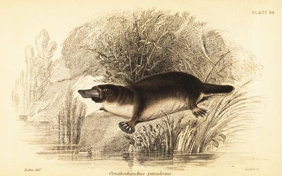 Platypus, Ornithorhynchus anatinus., 1841 (gravering) af William Dickes