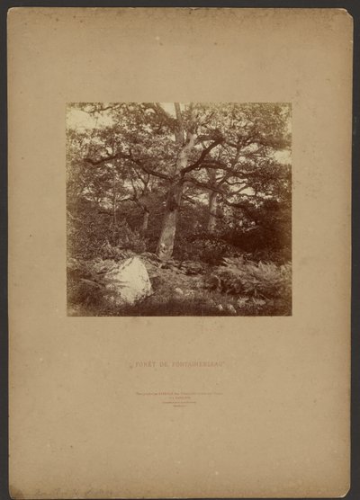 Fontainebleau-skoven af William Drooke Harrison