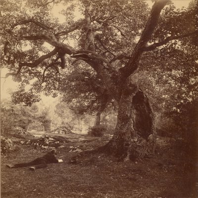 Fontainebleau Skov af William Drooke Harrison