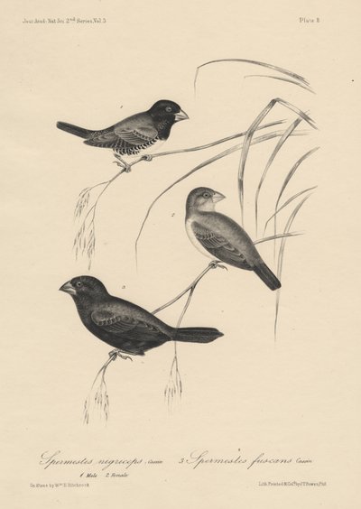Spermestes Nigriceps (han og hun) og Spermestes Fuscans, litho af J.T. Bowen, 1850 af William E. Hitchcock