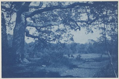 Stor eg ved Edge of Meadow af William H. Cades