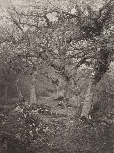 Forest of Fontainebleau, 1870