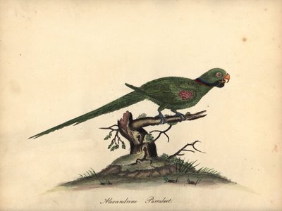 Alexandrine parakit, Psittacula eupatria. (Psittacus alexandri) Håndfarvet kobberstik af en illustration af William Hayes fra Portraits of Rare and Curious Birds from the Menagery of Osterly Park. af William Hayes