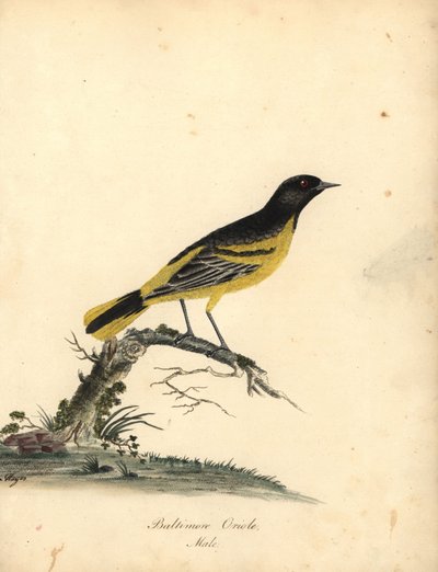 Baltimore oriole, Icterus galbula. (Baltimore oriole, Oriolus baltimore) Håndfarvet kobberstik af en illustration af Matilda Hayes fra William Hayes