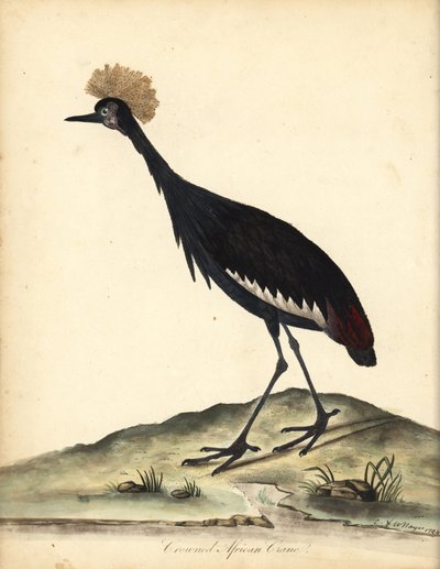 Sort kronet trane, Balearica pavonina. (Ardea pavonina). Sårbar. Håndfarvet kobberstik af en illustration af William Hayes og hans barn C fra Portraits of Rare and Curious Birds from the Menagery of Osterly Park (London: Bulmer af William Hayes