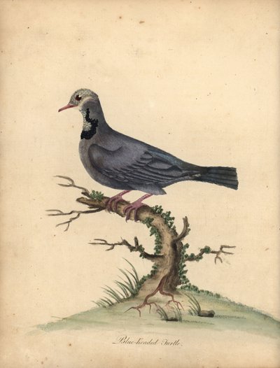 Blåhovedet vagteldue, Starnoenas cyanocephala. truet. (Blåhovedet skildpadde eller due, Columba cyanocephala) Håndfarvet kobberstik af en illustration af William Hayes fra Portraits of Rare and Curious Birds from the Menagery of Osterly P af William Hayes