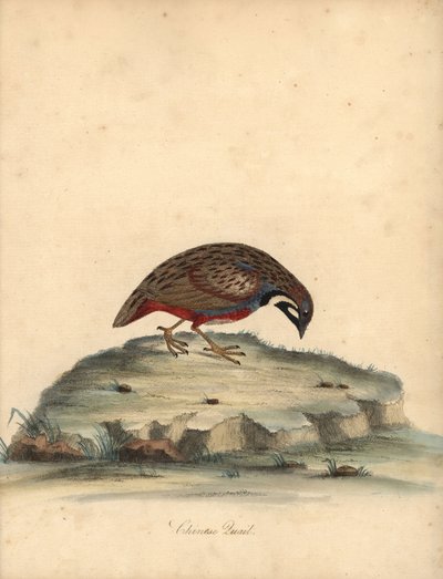 Blåbarmet vagtel, Coturnix chinensis. (Kinesisk vagtel, Tetrao chinensis) Håndfarvet kobberstik af en illustration af William Hayes fra Portraits of Rare and Curious Birds from the Menagery of Osterly Park, London: Bulmer af William Hayes