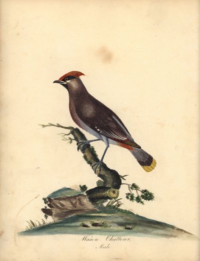 Bøhmisk voksvinge, Bombycilla garrulus. (Voksen chatterer, Ampelis garrulus) Håndfarvet kobberstik af en illustration af A (Ann) Hayes fra William Hayes