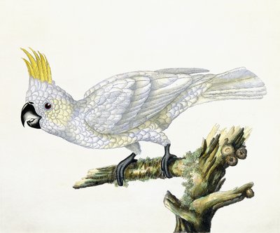Kakadu, 1779 af William Hayes