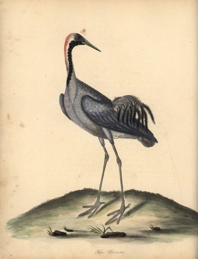 Almindelig trane, Grus grus. (Ardea grus) Håndfarvet kobberstik af en illustration af William Hayes fra Portraits of Rare and Curious Birds from the Menagery of Osterly Park. af William Hayes