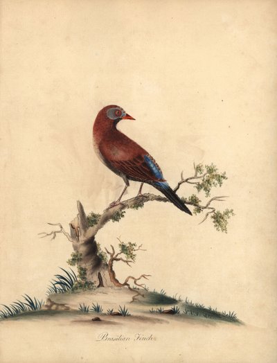 Almindelig grenadier, Uraeginthus granatinus, hjemmehørende i Afrika. (Brasiliansk finke, Fringilla granatina) Håndfarvet kobberstik af en illustration af William Hayes fra Portraits of Rare and Curious Birds from the Menagery of Osterly Park, London: Bu af William Hayes