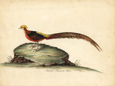 Gylden eller kinesisk fasan, Chrysolophus pictus, han. (Malet fasan, Phasianus pictus) Håndfarvet kobberstik af en illustration af William Hayes fra Portraits of Rare and Curious Birds from the Menagery of Osterly Park, London: Bulmer af William Hayes