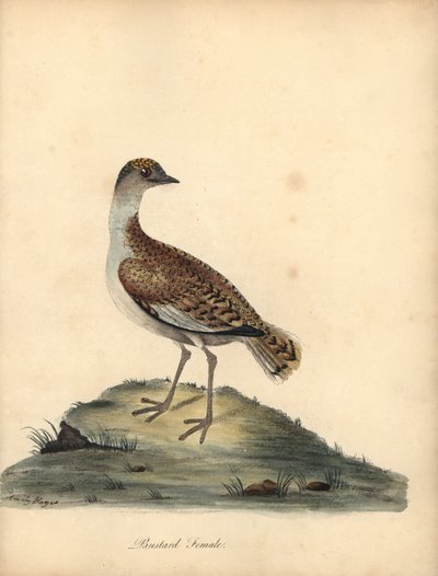 Stor bustard, Otis tarda, hun. Sårbar. Håndfarvet kobberstik af en illustration af William og Emily Hayes fra William Hayes