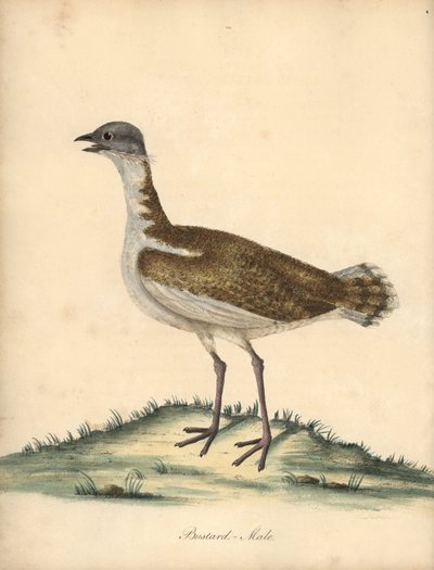 Stor bustard, Otis tarda, han. Sårbar. Håndfarvet kobberstik af en illustration af William Hayes fra Portraits of Rare and Curious Birds from the Menagery of Osterly Park (London: Bulmer af William Hayes