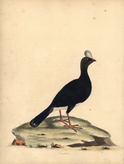 Hornet currasow, Pauxi unicornis. truet. (Cushew, Crax pauxi). Håndfarvet kobberstik af en illustration af William Hayes fra Portraits of Rare and Curious Birds from the Menagery of Osterly Park (London: Bulmer af William Hayes