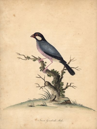 Javaspurv, Lonchura oryzivora. Sårbar. (Java grosbeak, Loxea oryxivora) Håndfarvet kobberstik af en illustration af William Hayes fra Portraits of Rare and Curious Birds from the Menagery of Osterly Park, London: Bulmer af William Hayes