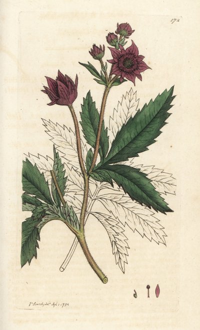 Marsh cinquefoil, Comarum marsk. Håndfarvet kobberstik af James Sowerby fra James Smith